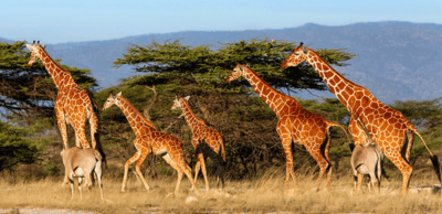 Reticulated giraffes roaming the Samburu landscape on a Kenya Safari Tour