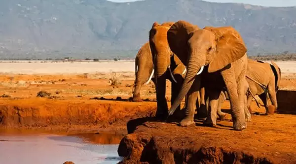Red elephants walking through Tsavo East National Park on luxury safari tour