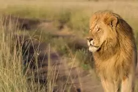 download (5) Lion spotted on game drive in Maasai Mara – Kenya Safari Holiday Package experience