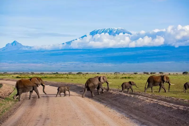 Elephants in Amboseli National Park with Mount Kilimanjaro backdrop – Kenya Safari Holiday Package