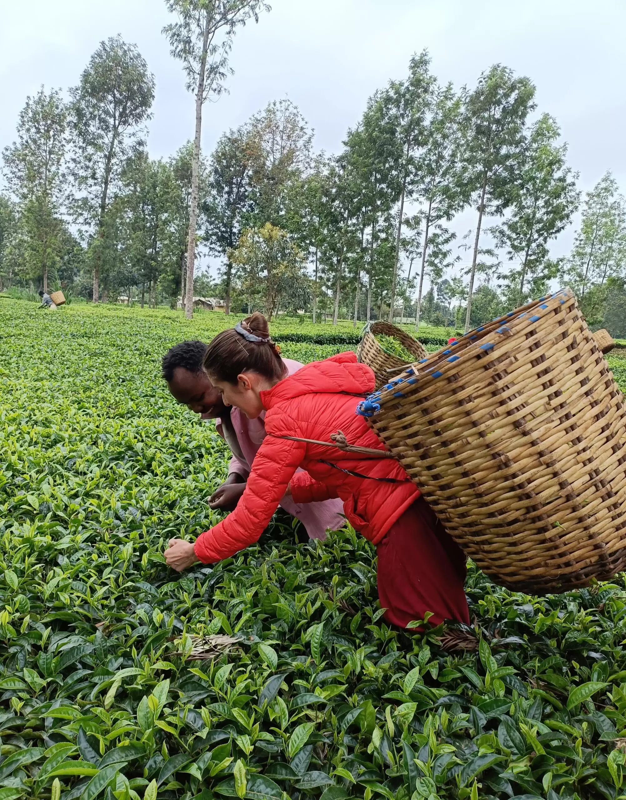 Sustainable tea farming in Kenya with local community members picking tea