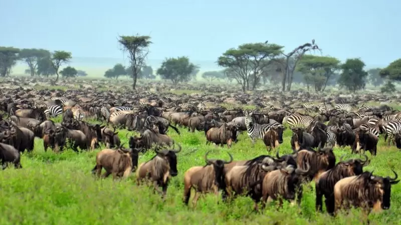 Wildebeest herd crossing the Serengeti plains during the Great Migration safari with Rockhopper Africa Safaris