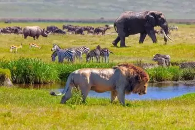 Male lion resting in Serengeti National Park during Tanzania Migration Safari with Rockhopper Africa Safaris