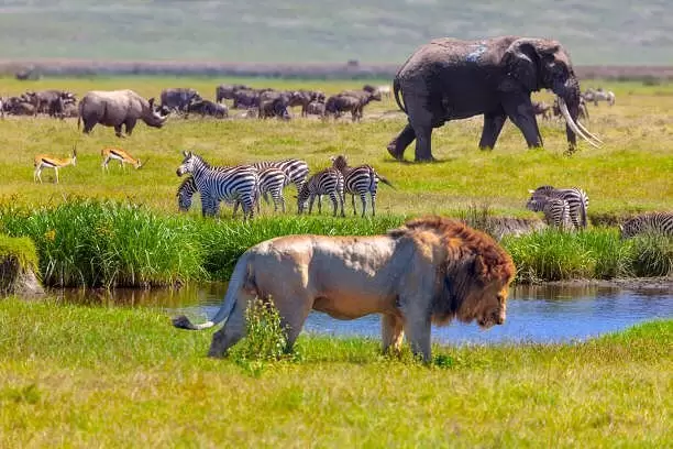 Male lion resting in Serengeti National Park during Tanzania Migration Safari with Rockhopper Africa Safaris