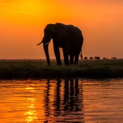 botswana elephants